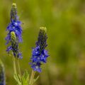 Großer Ehrenpreis (Veronica teucrium)