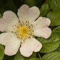 Heckenrose (Rosa canina)