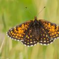 Baldrian-Scheckenfalter oder Silberscheckenfalter (Melitaea diamina)