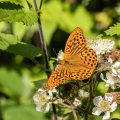 Kaisermantel (Argynnis paphia)