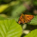 Rostfarbiger Dickkopffalter,Ochlodes venatus