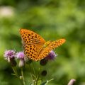 Kaisermantel (Argynnis paphia)
