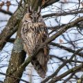 Waldohreule (Asio otus)