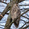 Waldohreule (Asio otus)