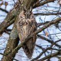 Waldohreule (Asio otus)