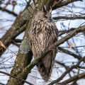 Waldohreule (Asio otus)