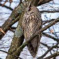 Waldohreule (Asio otus)