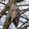 Waldohreule (Asio otus)