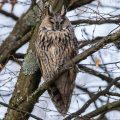 Waldohreule (Asio otus)