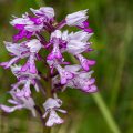 Helmknabenkraut (Orchis militaris)