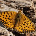 Grosser Perlmuttfalter,Argynnis aglaja