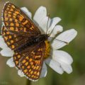  Wachtelweizen-Scheckenfalter, Melitaea athalia