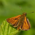 Rostfarbiger Dickkopffalter,Ochlodes venatus