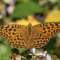 Kaisermantel (Argynnis paphia)