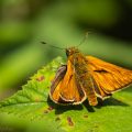 Rostfarbiger Dickkopffalter,Ochlodes venatus