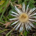 Silberdistel (Carlina acaulis)