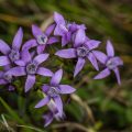 Schwalbenwurz-Enzian (Centiana asclepiadea)