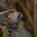 Bartmeise (Panurus biarmicus) Männchen