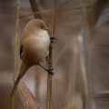 Bartmeise (Panurus biarmicus) Weibchen