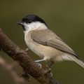 Sumpfmeise (Poecile palustris)