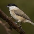 Sumpfmeise (Poecile palustris)