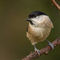Sumpfmeise (Poecile palustris)