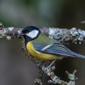 Kohlmeise (parus major)