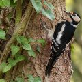 Buntspecht (Dendrocopos major) Weibchen