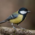 Kohlmeise (parus major)