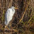 Silberreiher (Casmerodius albus)