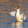 Gänsesäger (Mergus merganser) Weibchen