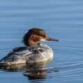 Gänsesäger (Mergus merganser) Weibchen