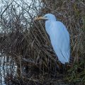 Silberreiher (Casmerodius albus)