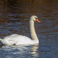 Höckerschwan (Cygnus olor)