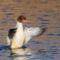 Gänsesäger (Mergus merganser) Weibchen