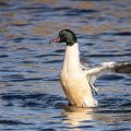 Gänsesäger (Mergus merganser) Männchen