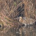 Rohrdommel,Botaurus stellaris