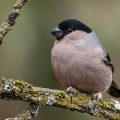 Dompfaff (Pyrrhula pyrrhula) Weibchen