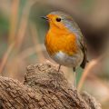 Rotkehlchen (Erithacus rubecula)