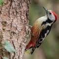 Mittelspecht,Dendrocopos medius