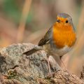 Rotkehlchen (Erithacus rubecula)