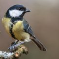 Kohlmeise (parus major)