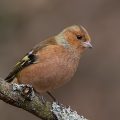 Buchfink (Fringilla coelebs)