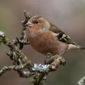 Buchfink (Fringilla coelebs)