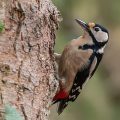 Buntspecht (Dendrocopos major) Weibchen