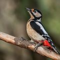 Buntspecht (Dendrocopos major) Weibchen