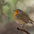 Rotkehlchen (Erithacus rubecula)