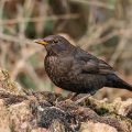 Amsel (Turdus merula) Weibchen