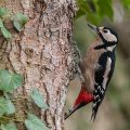 Buntspecht (Dendrocopos major) Weibchen