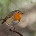 Rotkehlchen (Erithacus rubecula)